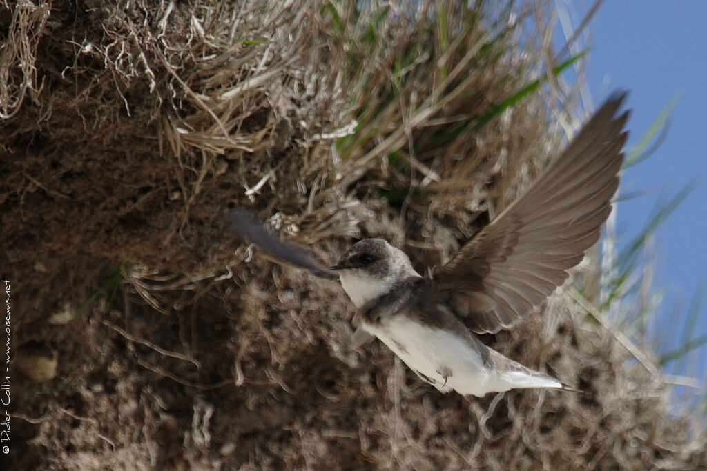 Sand Martin