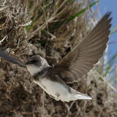 Sand Martin