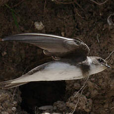 Sand Martin