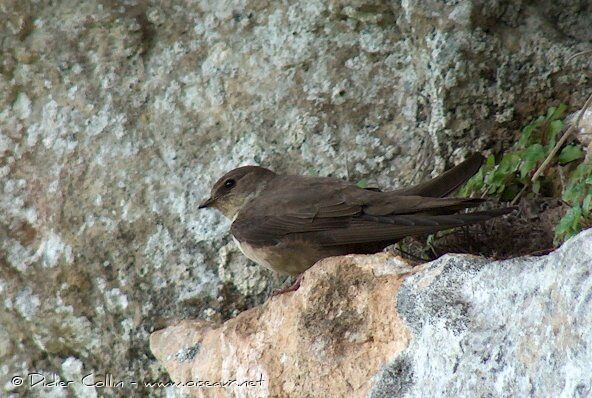 Eurasian Crag Martin, identification