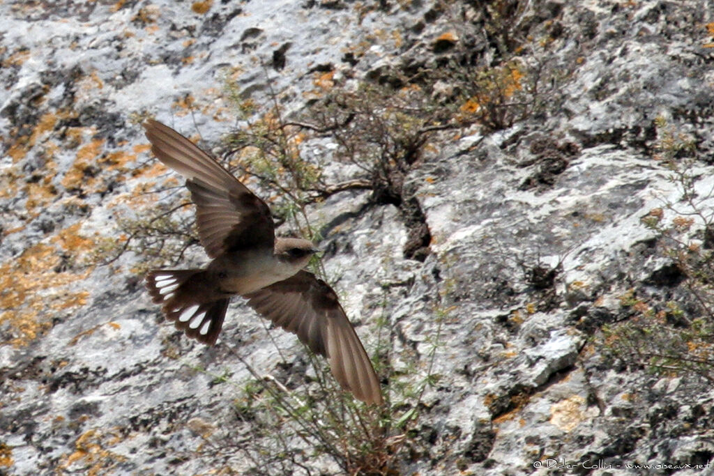 Eurasian Crag Martin