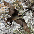 Hirondelle de rochers