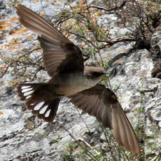 Eurasian Crag Martin