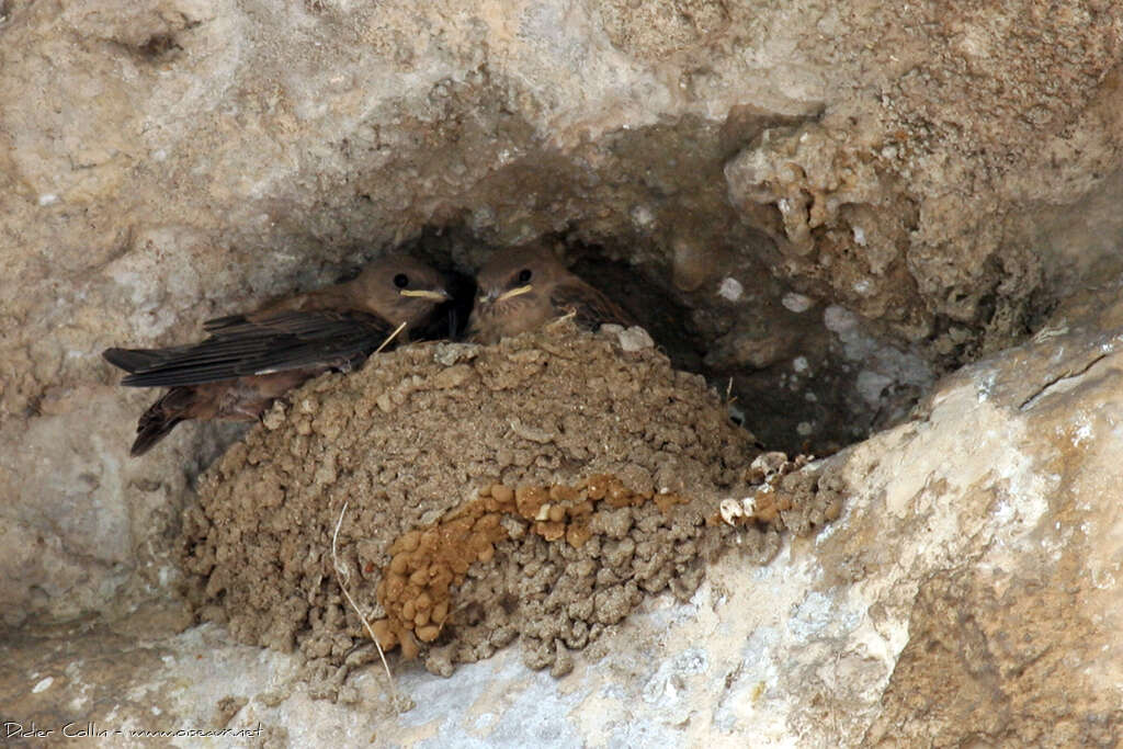 Hirondelle de rochers, Nidification