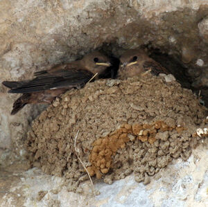 Hirondelle de rochers