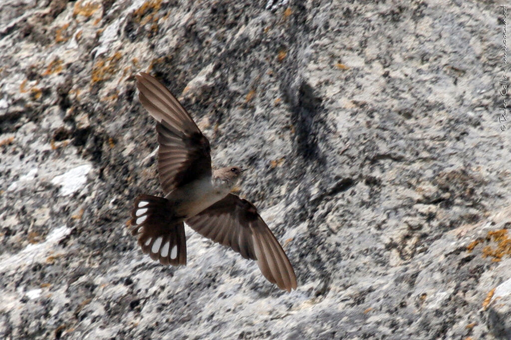 Eurasian Crag Martin