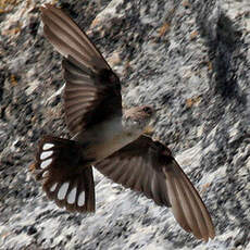 Eurasian Crag Martin