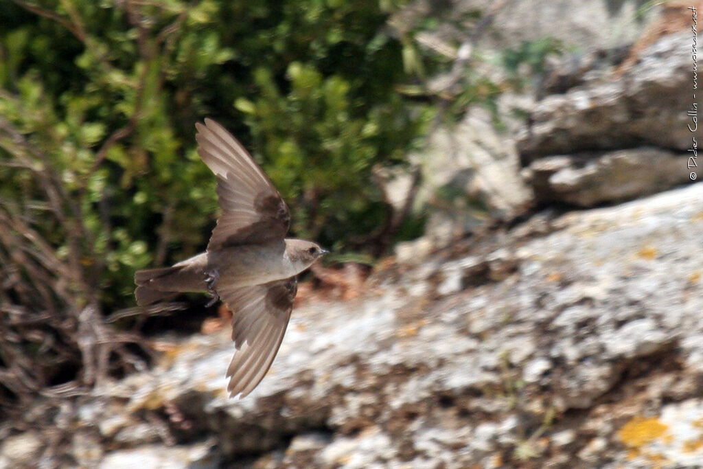 Eurasian Crag Martin