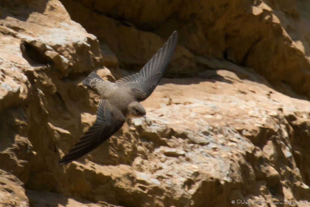 Eurasian Crag Martinadult, Flight