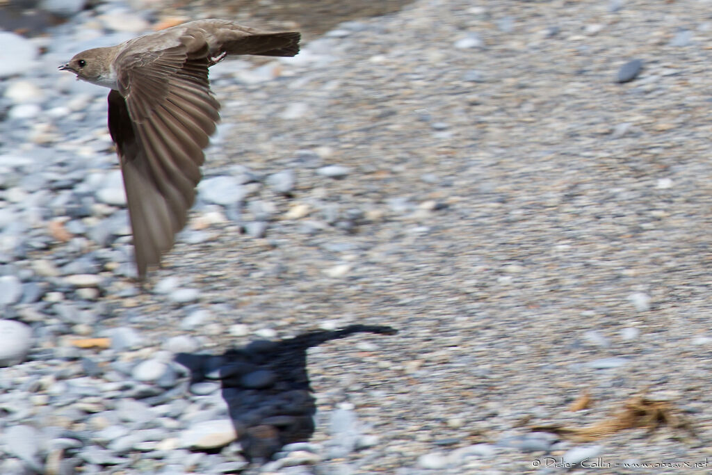 Hirondelle de rochers, Vol