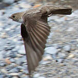 Hirondelle de rochers