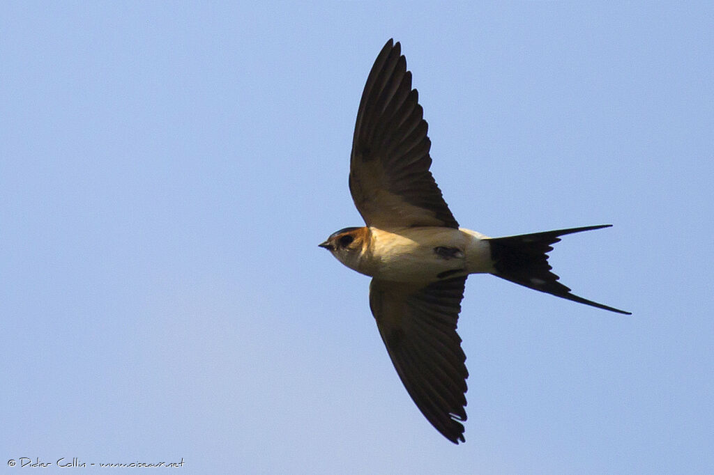 Hirondelle rousselineadulte, identification