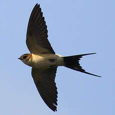 Red-rumped Swallow