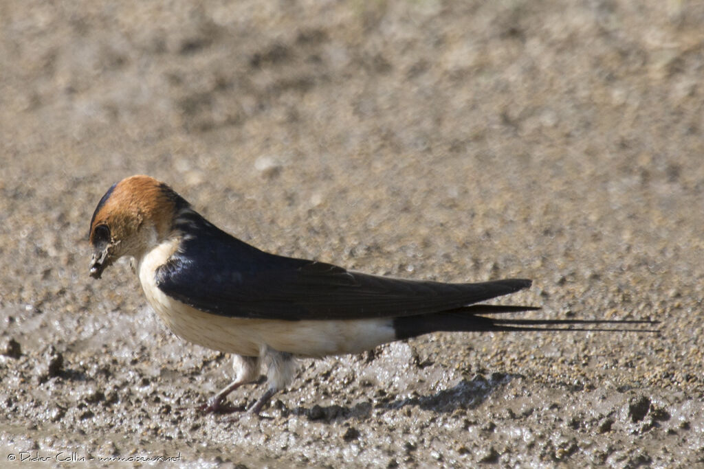 Hirondelle rousselineadulte