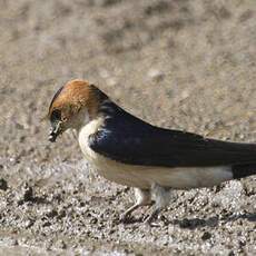 Red-rumped Swallow