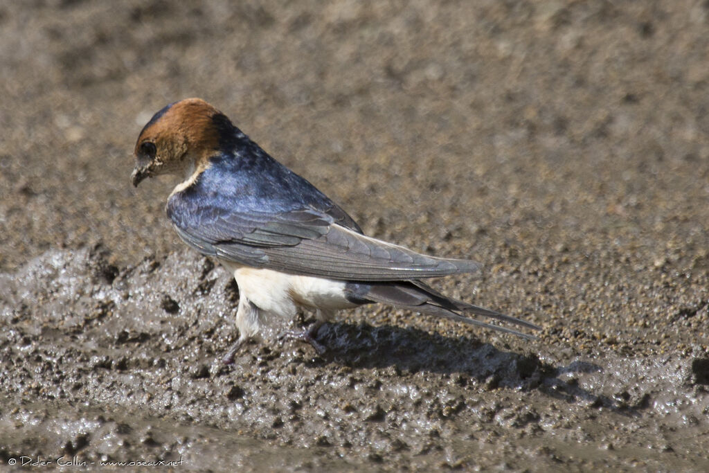 Hirondelle rousselineadulte