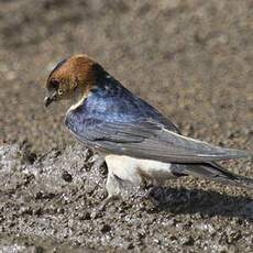 Red-rumped Swallow