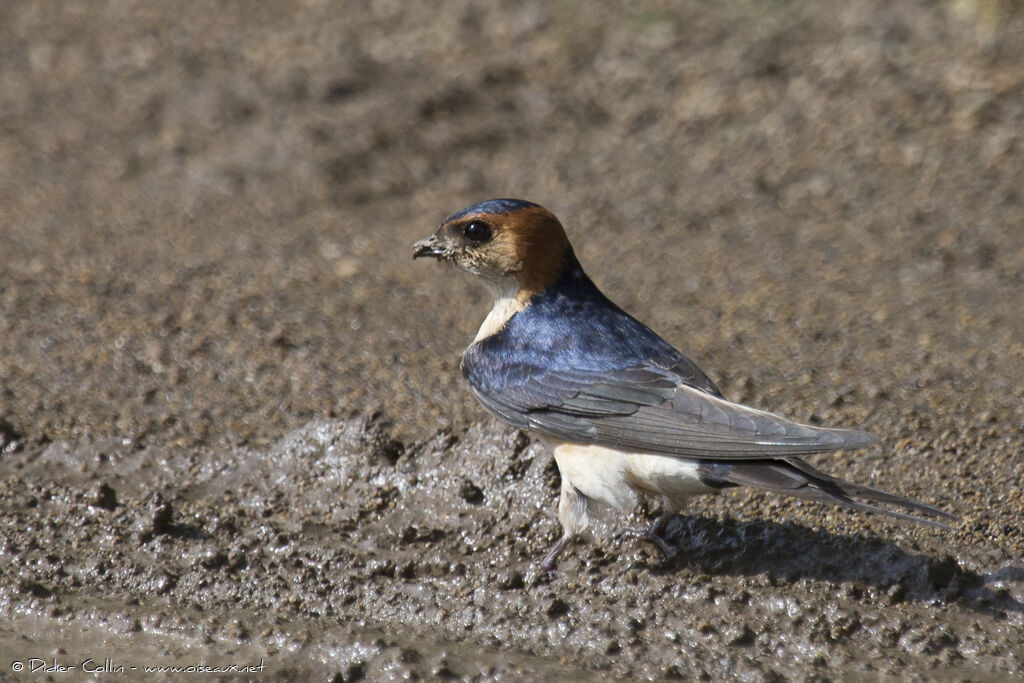 Hirondelle rousselineadulte