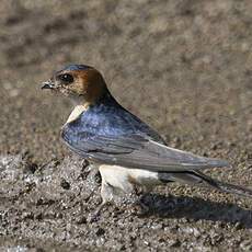 Red-rumped Swallow