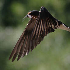 Barn Swallow