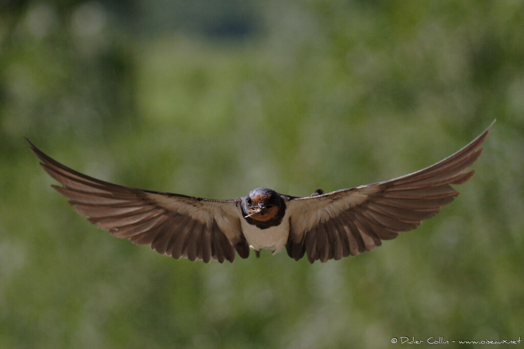 Hirondelle rustiqueadulte, Vol