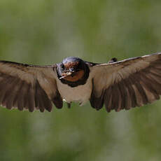 Barn Swallow