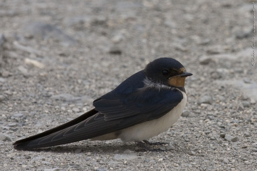 Barn Swallow