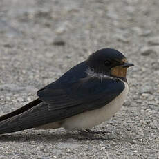 Barn Swallow