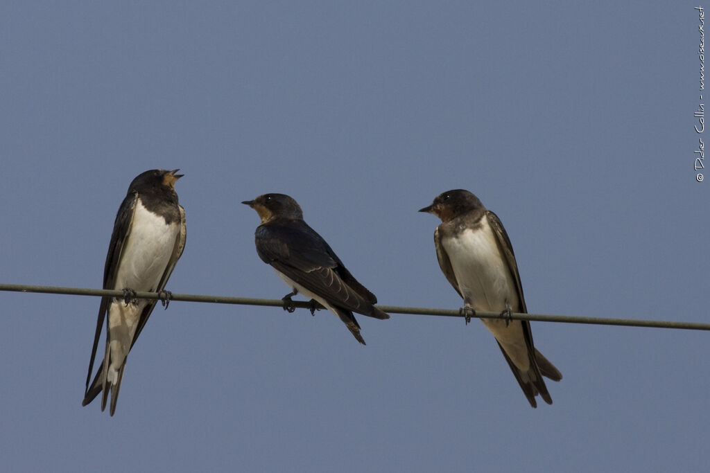 Barn Swallow