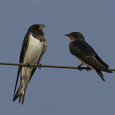 Barn Swallow