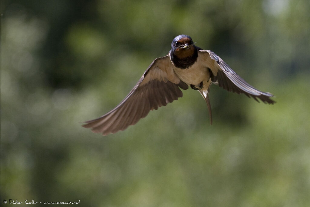 Hirondelle rustiqueadulte, identification, Vol, régime