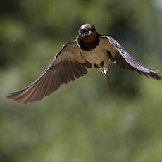 Barn Swallow