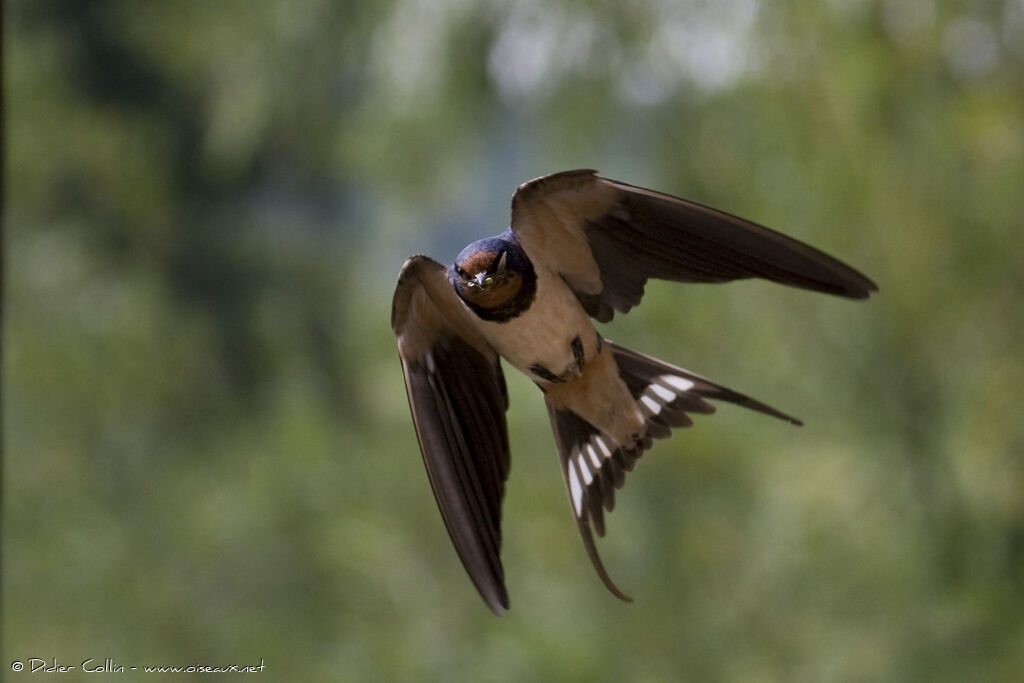 Barn Swallow male adult, Flight, Reproduction-nesting