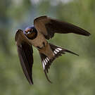 Hirondelle rustique