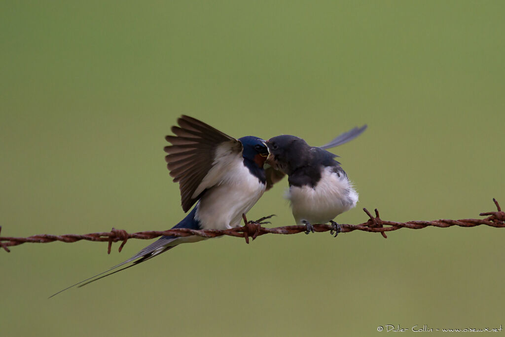 Barn Swallow, feeding habits, Behaviour