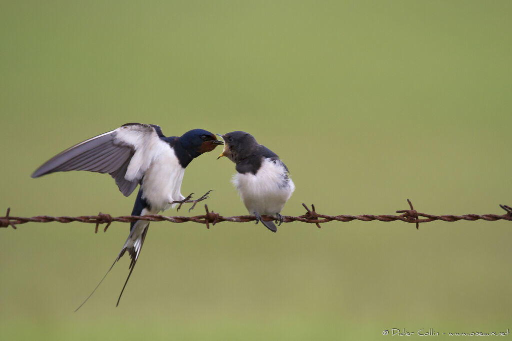 Barn Swallow, feeding habits, Behaviour