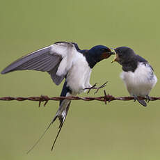 Barn Swallow