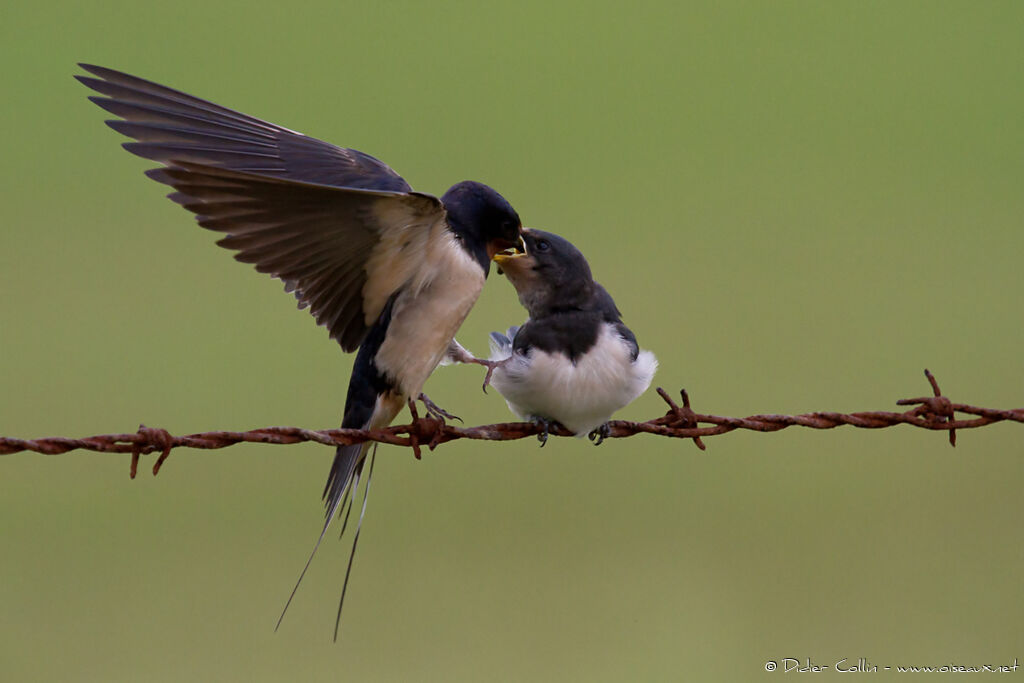 Hirondelle rustique, Comportement