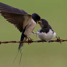 Barn Swallow