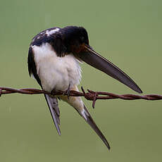 Barn Swallow