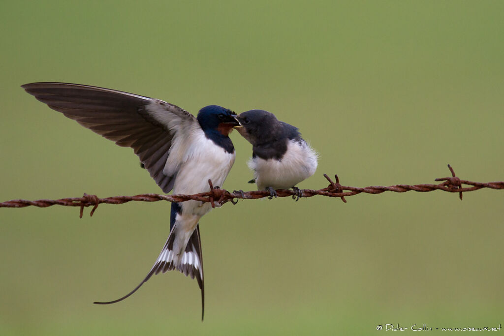 Barn Swallow, Reproduction-nesting