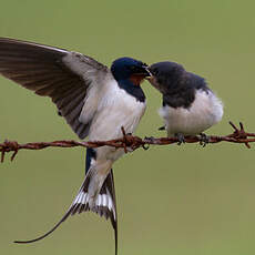 Barn Swallow