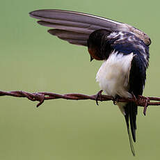 Barn Swallow