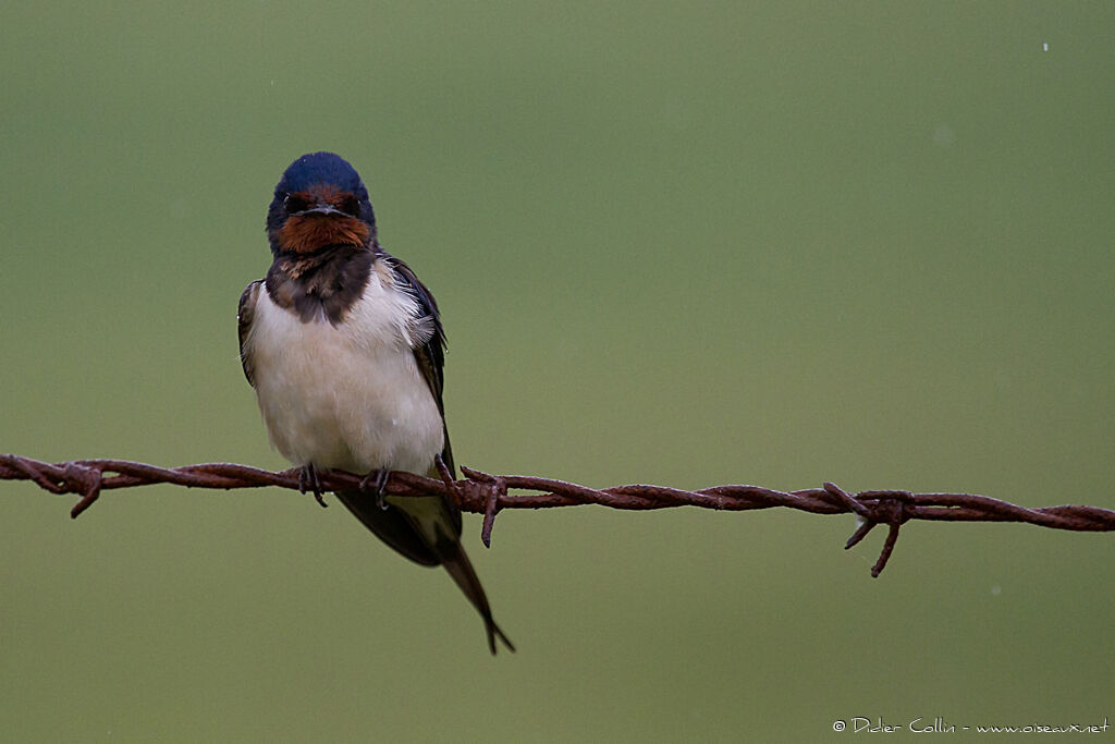 Barn Swallowadult