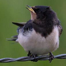 Barn Swallow