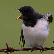 Barn Swallow