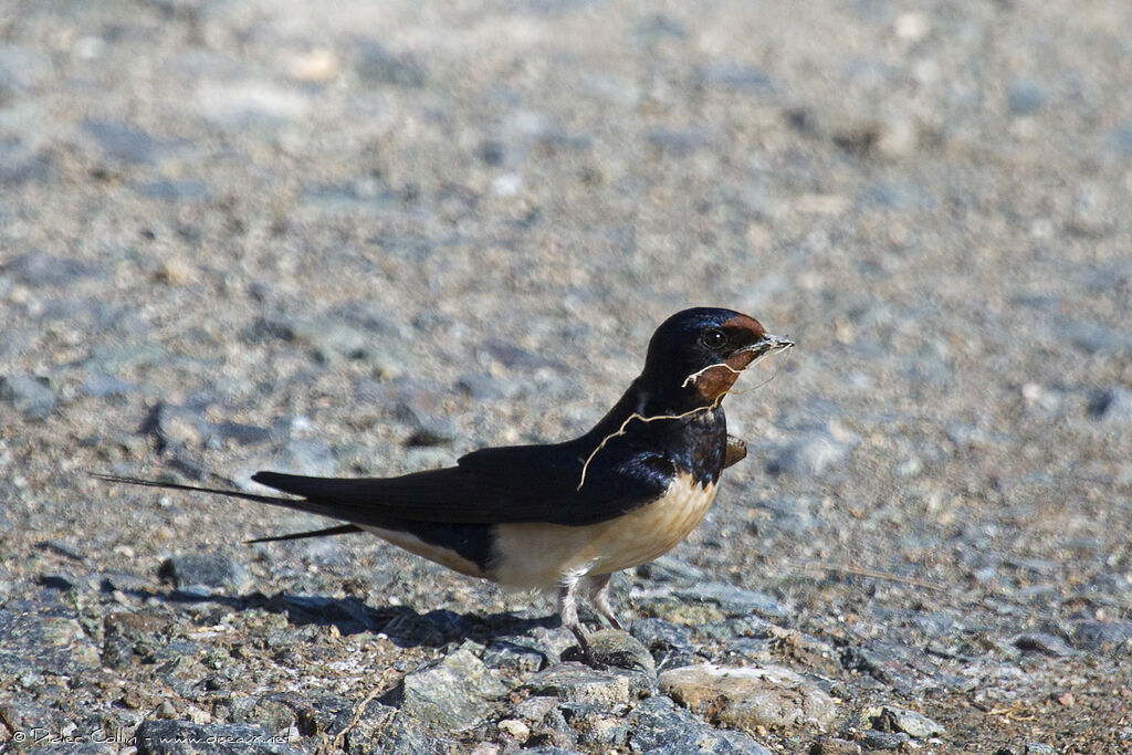 Barn Swallow male adult, Reproduction-nesting, Behaviour