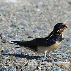 Barn Swallow