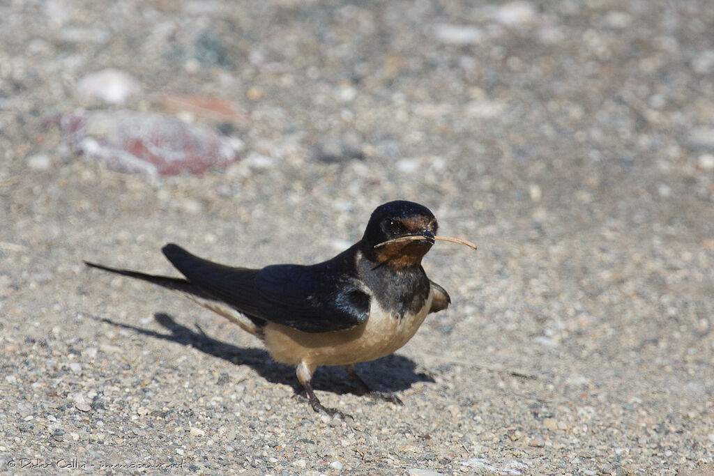Barn Swallow male adult, Reproduction-nesting, Behaviour