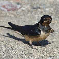 Barn Swallow